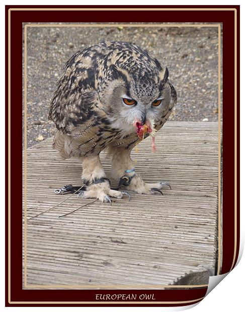 European Owl Eating A Chick Print by kelly Draper