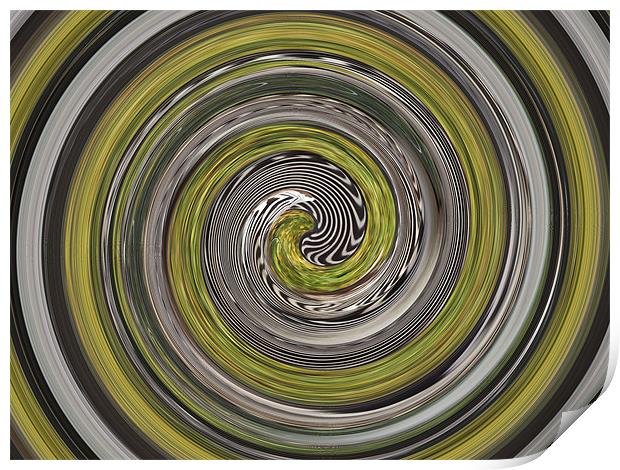 Zebra swirl Print by kelly Draper