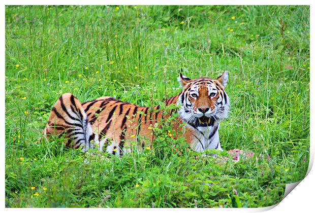 Feeding Tiger Print by kelly Draper