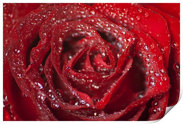 Valentine Passion Rose Print by Julie Speirs