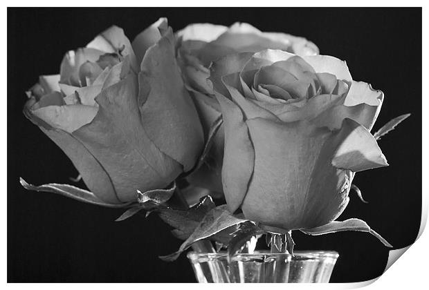 Black & White Rose Print by Julie Speirs