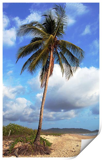 Palm Tree 2  Print by james balzano, jr.