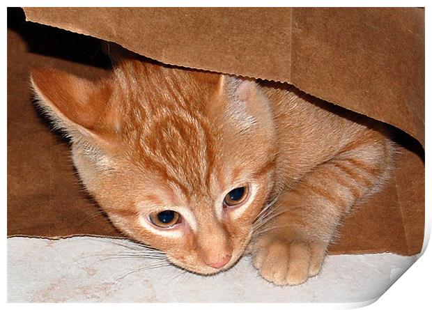Kitten in Bag 5 Print by james balzano, jr.