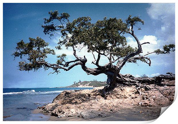 The Famous Tree at Treasure Beach Print by james balzano, jr.
