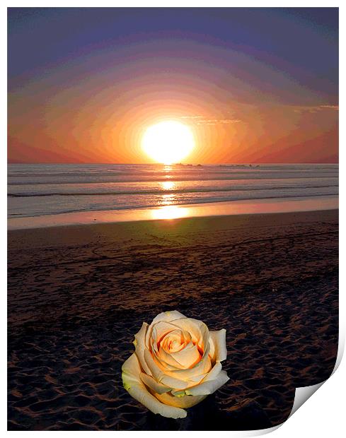 Rose on Beach Print by james balzano, jr.