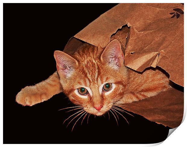Cat in a Bag Print by james balzano, jr.