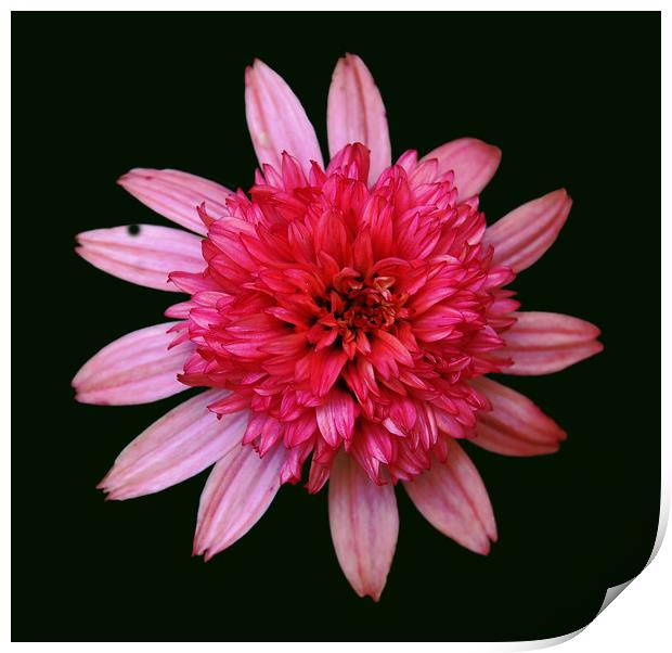 Bunched Up Pink Flower Print by james balzano, jr.