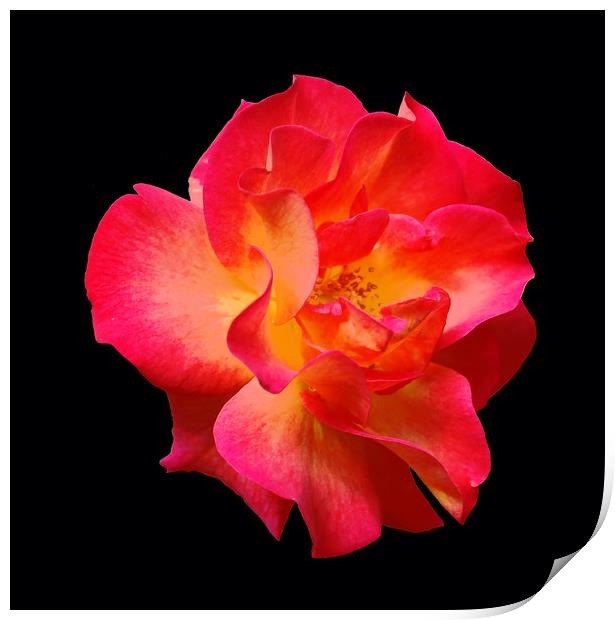 Yet Another Colorful Rose Print by james balzano, jr.
