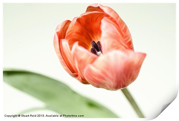 Spring Tulip Print by Stuart Reid