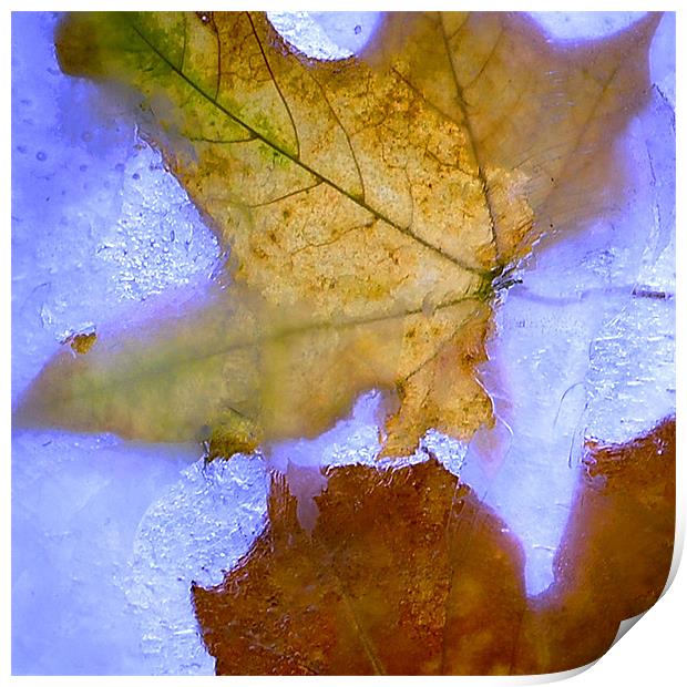 Autumn on the Rocks Print by Stuart Reid