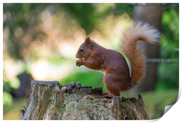 Scottish Red Squirrel Gathering Nuts Print by Stuart Jack
