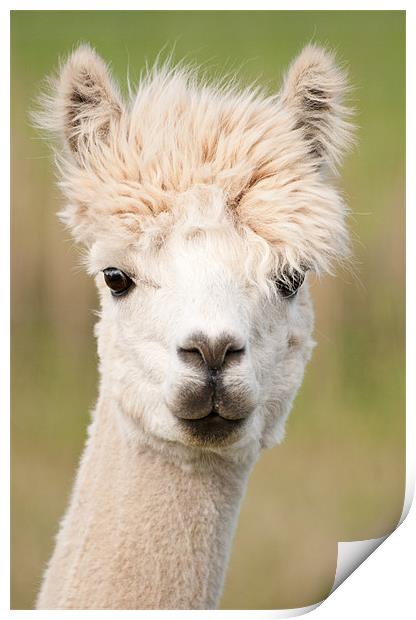 Annoyed Lama Print by Stuart Jack