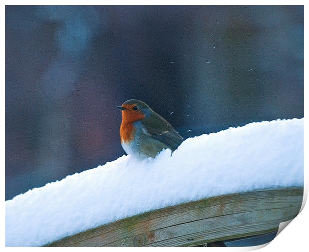 "Red Robin's Winter Rest" Print by Stuart Jack