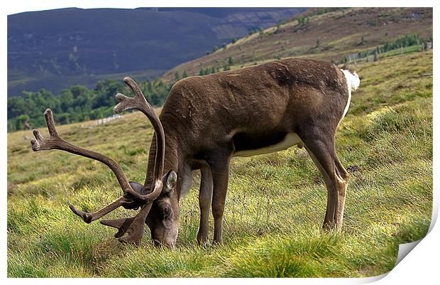 Graceful Highland Reindeer Print by Stuart Jack