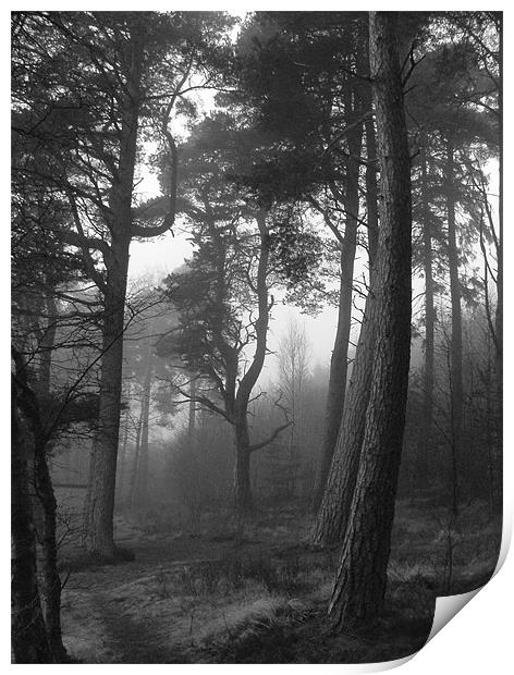 Woodland mist Print by Stuart Jack