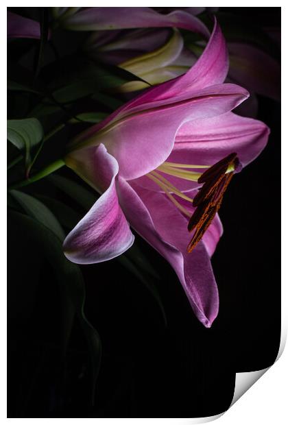Pink Lilly in Morning Dew Print by Stuart Jack