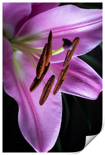 Vibrant Pink Lilium Print by Stuart Jack