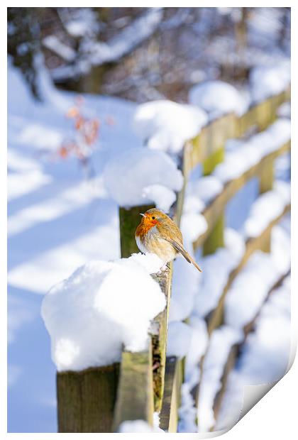 Cheeky Red Robin Resting on Snowy Fence Print by Stuart Jack