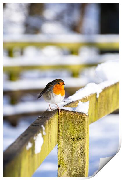 Cheeky Red Robin in Winter Wonderland Print by Stuart Jack