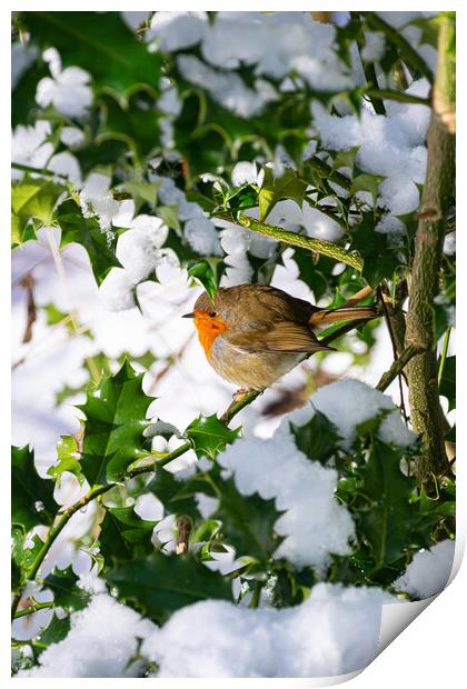 Playful Robin in Winter Wonderland Print by Stuart Jack