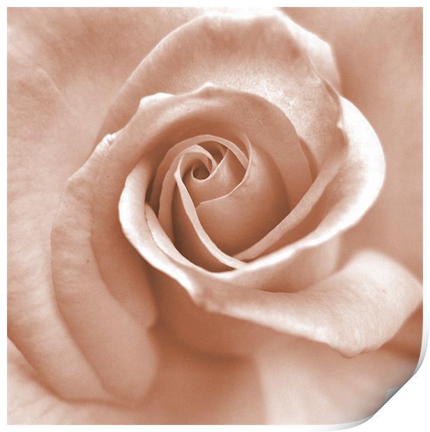 whisper of a rose (pink square crop) Print by Heather Newton