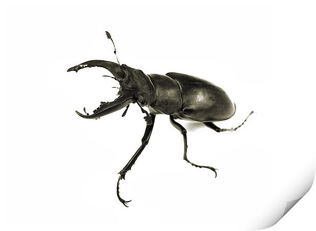 stag beetle still life Print by Heather Newton