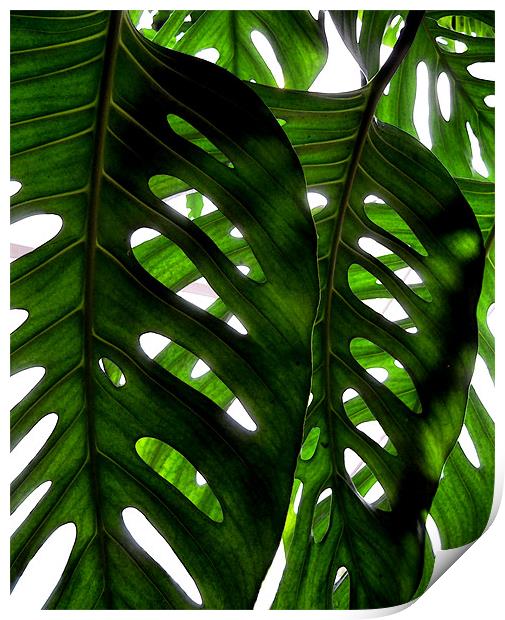 rainforest light Print by Heather Newton