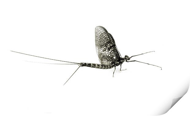mayfly moment 2 Print by Heather Newton