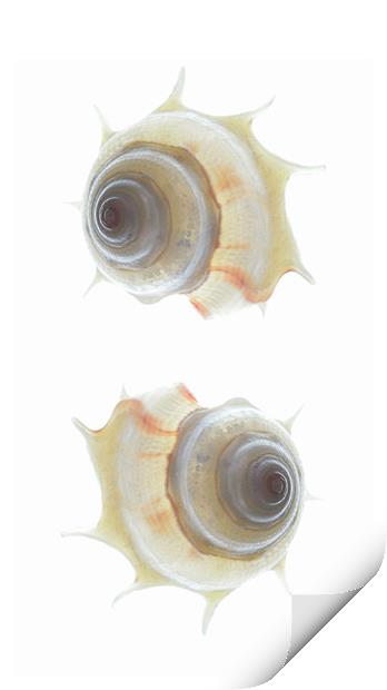 spiral seashells Print by Heather Newton