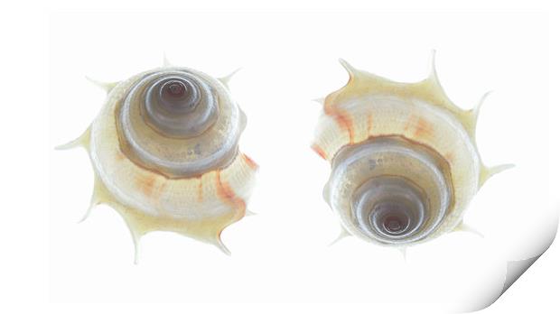 spiral seashells 2 Print by Heather Newton
