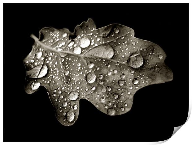 oak leaf in black and white Print by Heather Newton
