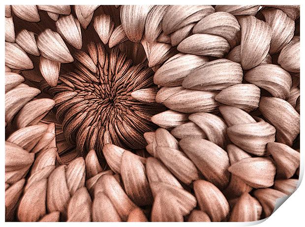 graphic chrysanthemum Print by Heather Newton