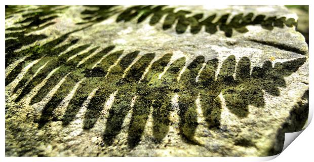 shadows of a fern Print by Heather Newton