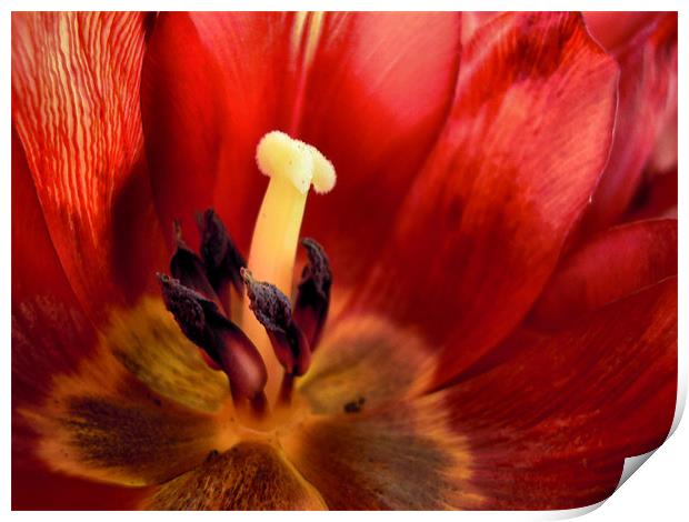 crimson tulip Print by Heather Newton