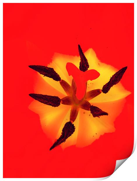 bright tulip Print by Heather Newton