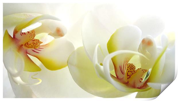 white orchids Print by Heather Newton