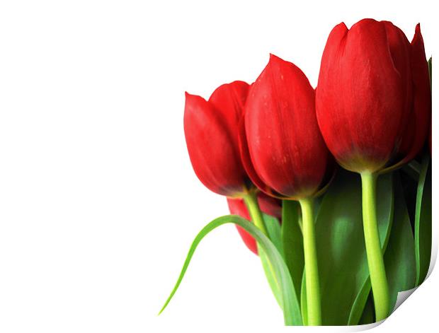 red tulips Print by Heather Newton