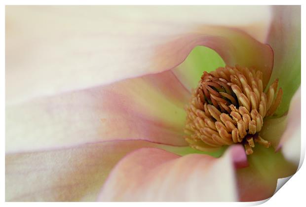 pink magnolia Print by Heather Newton