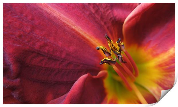 fire lily Print by Heather Newton