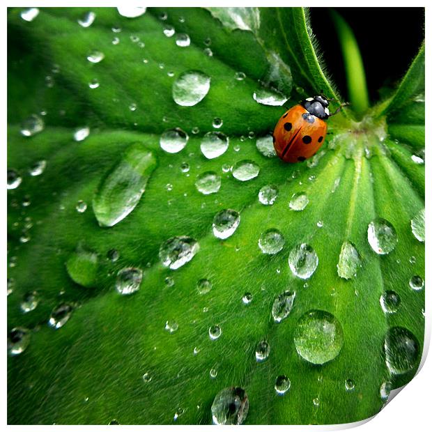 ladybird on a rainy day Print by Heather Newton