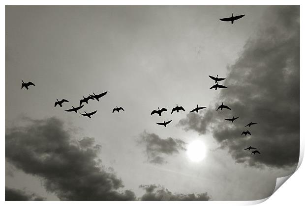 wild goose chase Print by Heather Newton