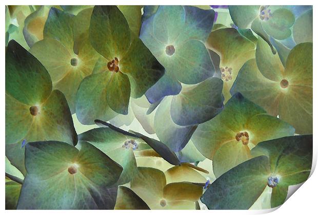 hydrangea dreams Print by Heather Newton
