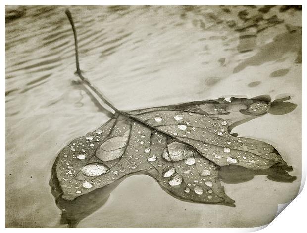 floating leaf (sepia) Print by Heather Newton
