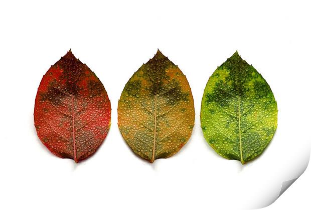 red, amber and green (3 leaves) Print by Heather Newton