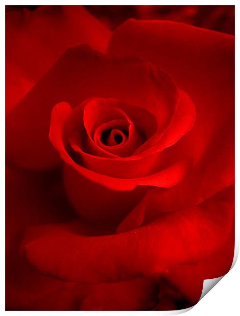red red rose Print by Heather Newton