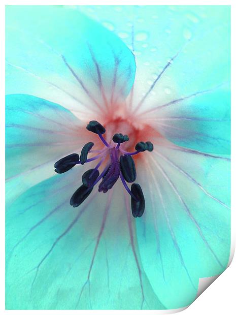 painted geranium (ice blue) Print by Heather Newton
