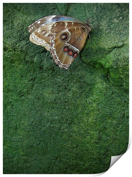 butterfly on the green Print by Heather Newton