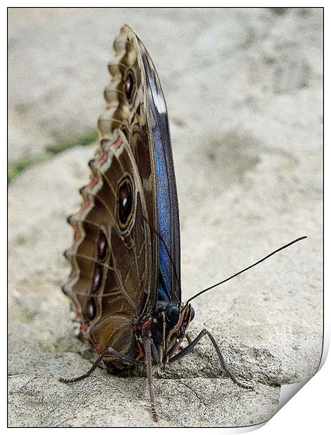 blue morpho butterfly Print by Heather Newton