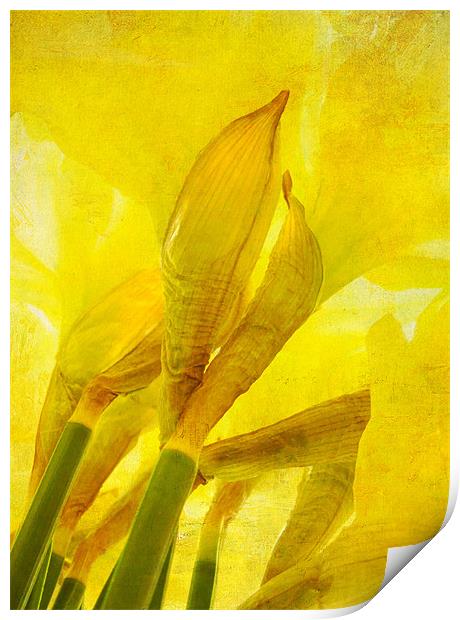 daffodils Print by Heather Newton