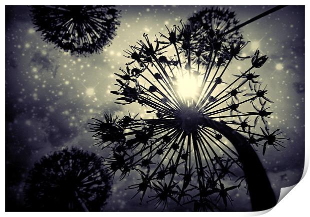 Allium sky Print by Heather Newton